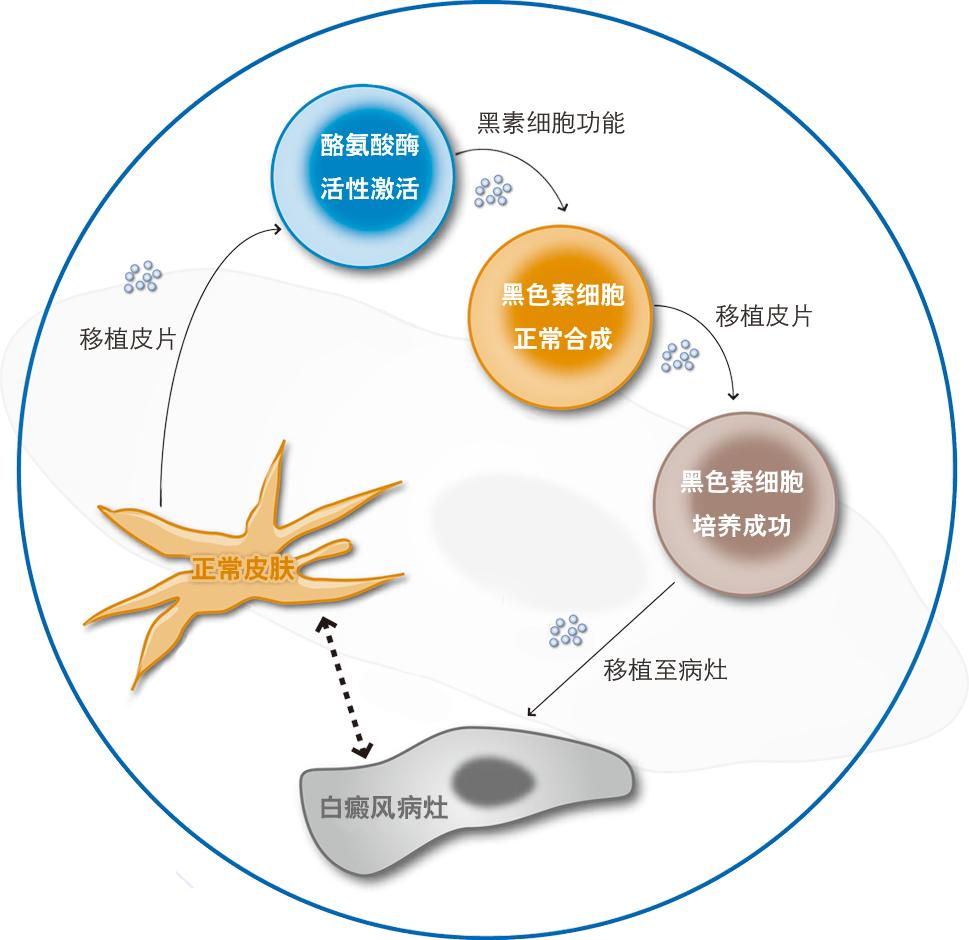 探索肺结核当前尖端治疗策略的最新进展