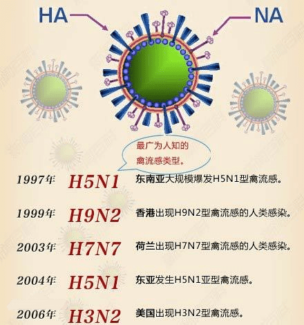 威远禽流感最新消息-威远禽流感动态更新