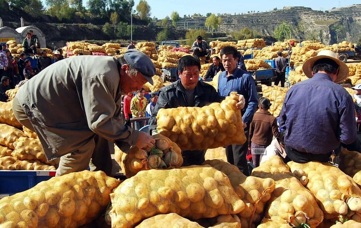 最新土豆产地价格动态一览